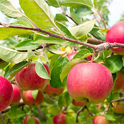 Drzewko owocowe - Jabłoń